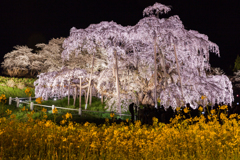 煌めく滝桜