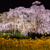 煌めく滝桜