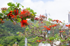 でいごの花