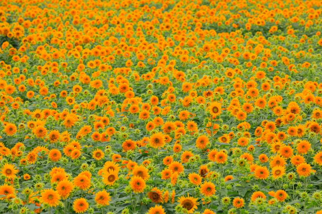 黄色で染まる夏