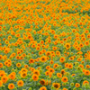 黄色で染まる夏