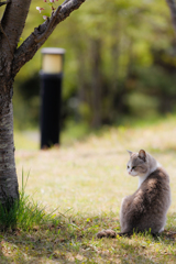 見返り美猫