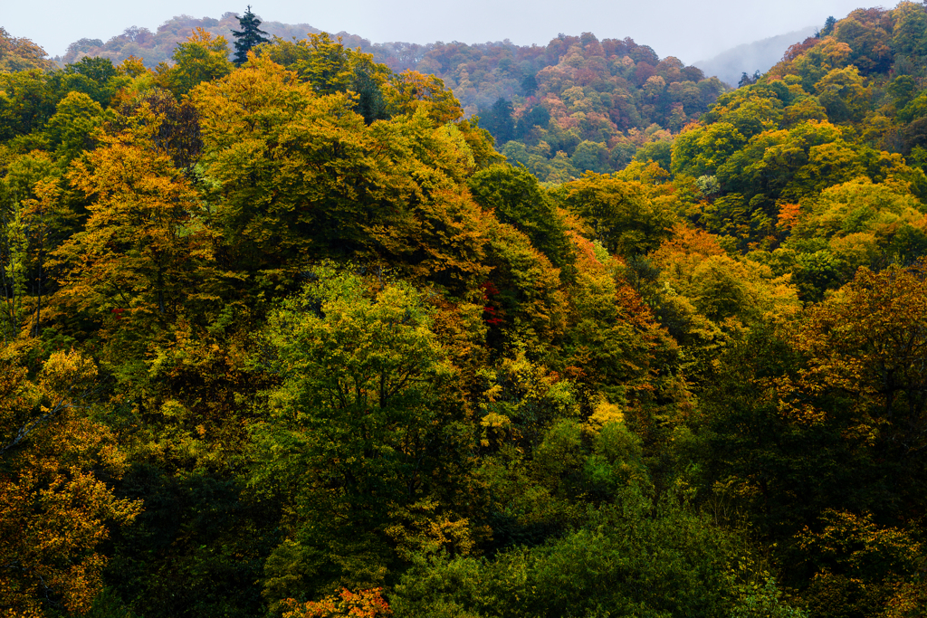 紅葉橋の紅葉