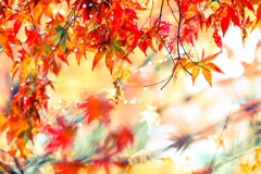 Sweet autumn