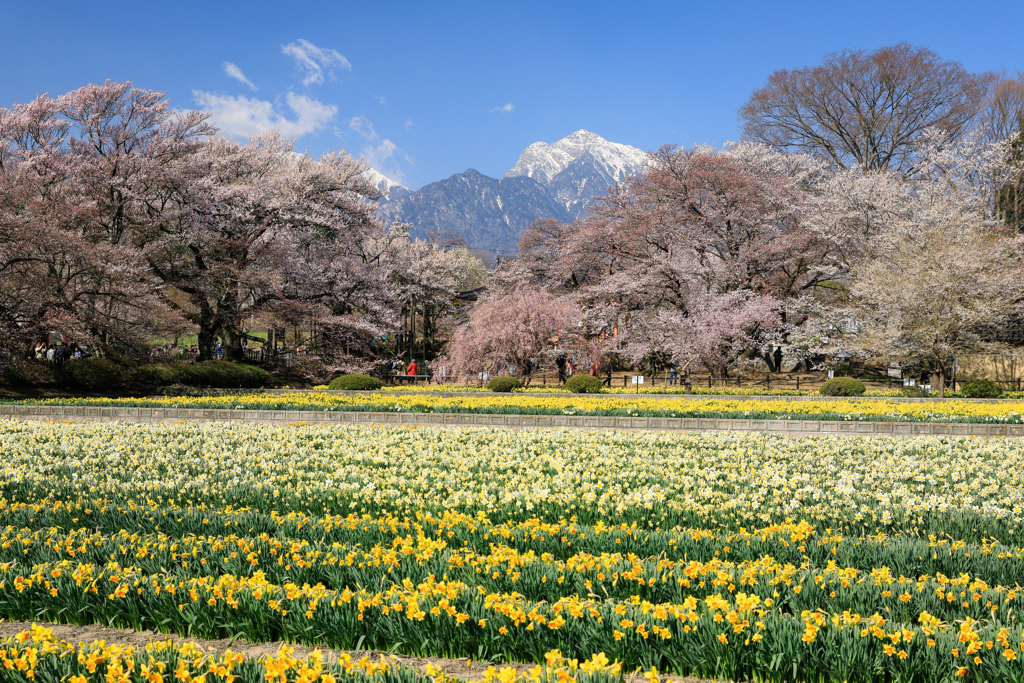 甲斐駒と桜