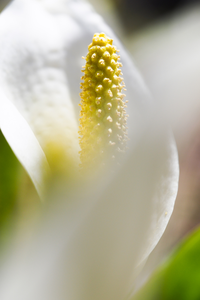 水芭蕉