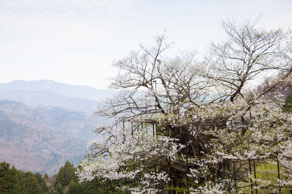 仙桜