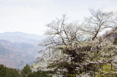 仙桜