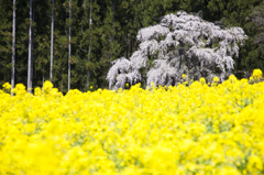 坪井しだれ桜