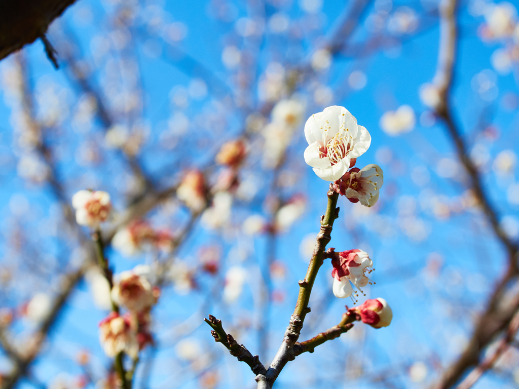 青空に凛とした梅の花