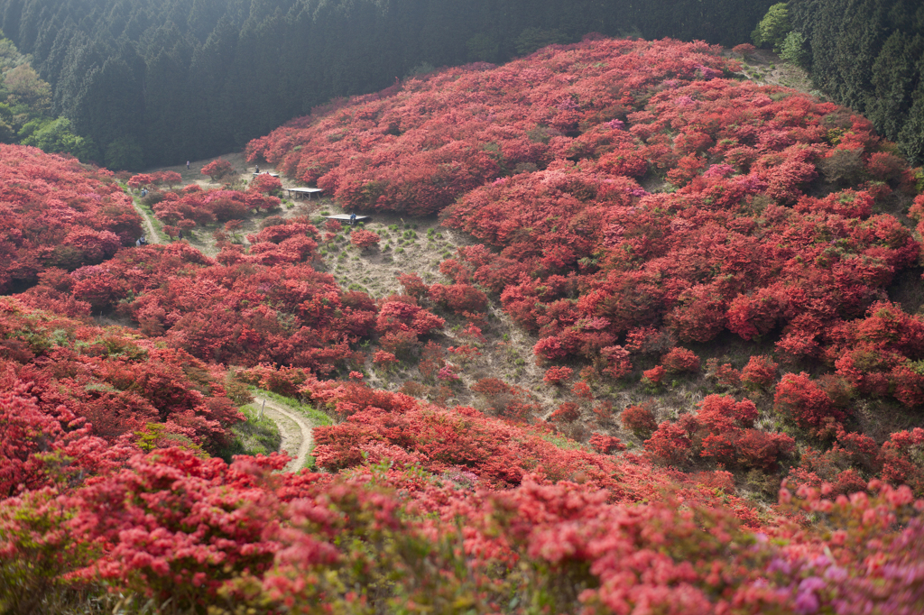 燃える葛城山
