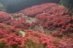 燃える葛城山