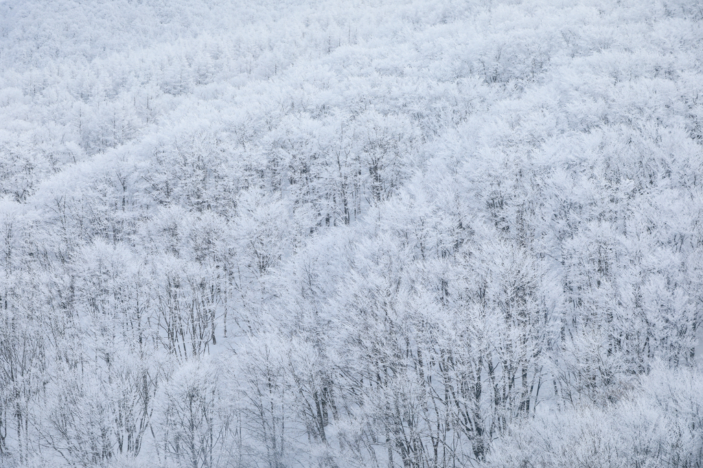 Hoarfrost