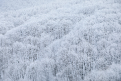 Hoarfrost
