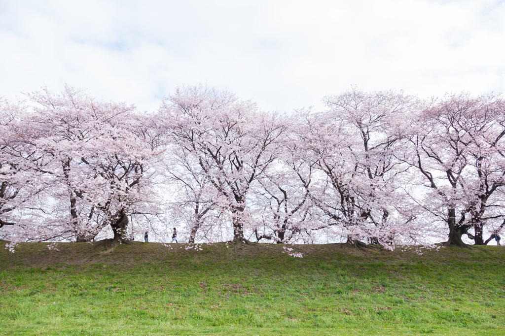 桜道