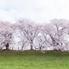 桜道