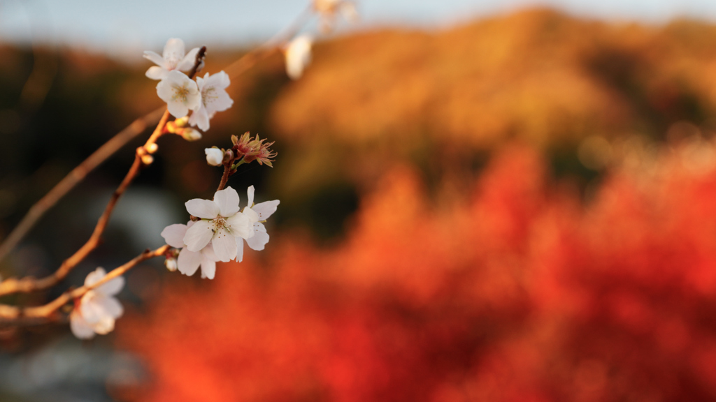秋桜-akisakura-