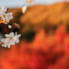 秋桜-akisakura-
