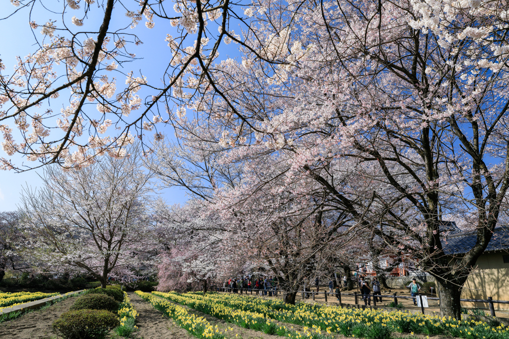 花の季節