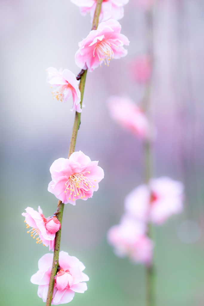 華飾り