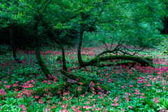 高山植物の花畑