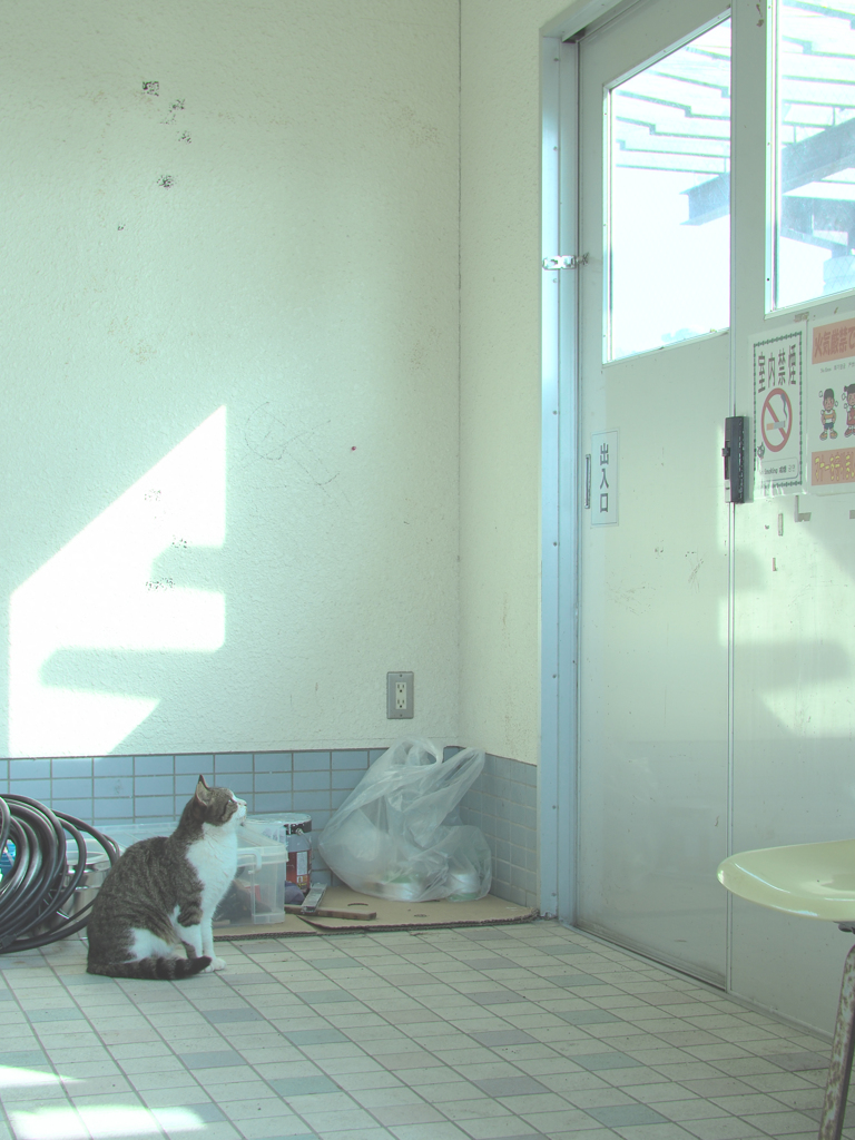 待ち猫