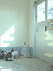待ち猫