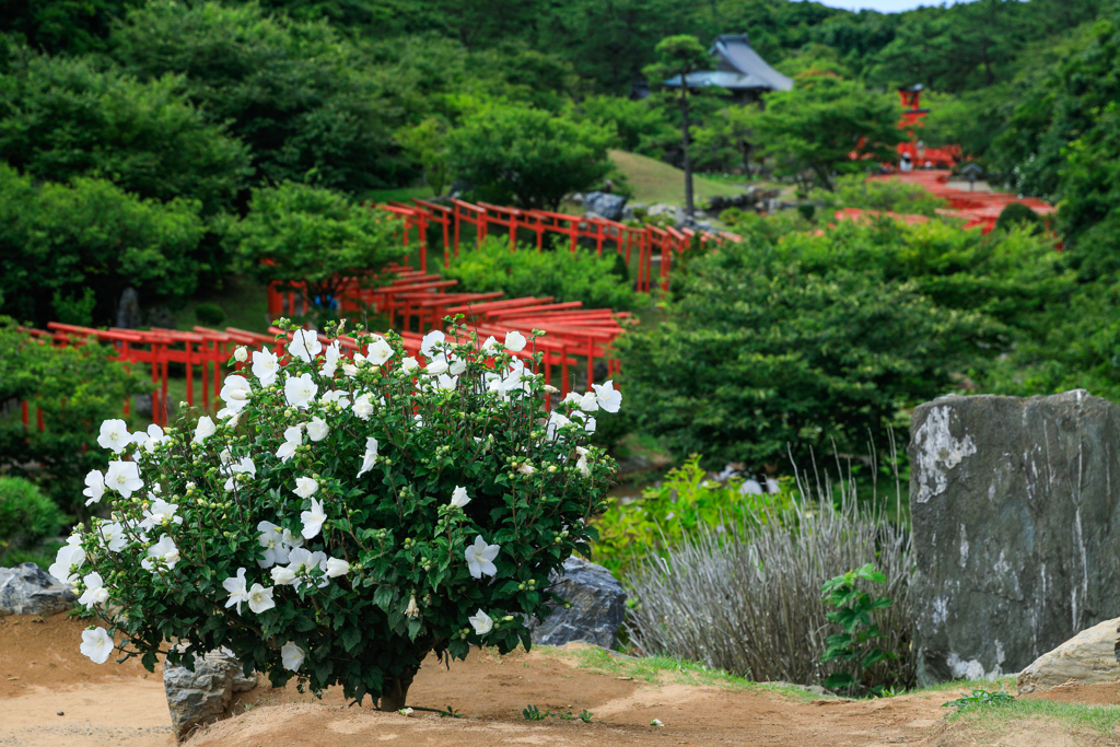 千本鳥居に花束を