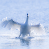 landing
