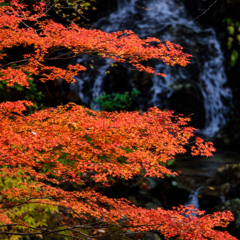 紅葉と名もなき滝