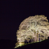 闇夜に光る桜