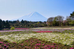花と富士