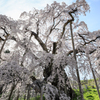 桜日和