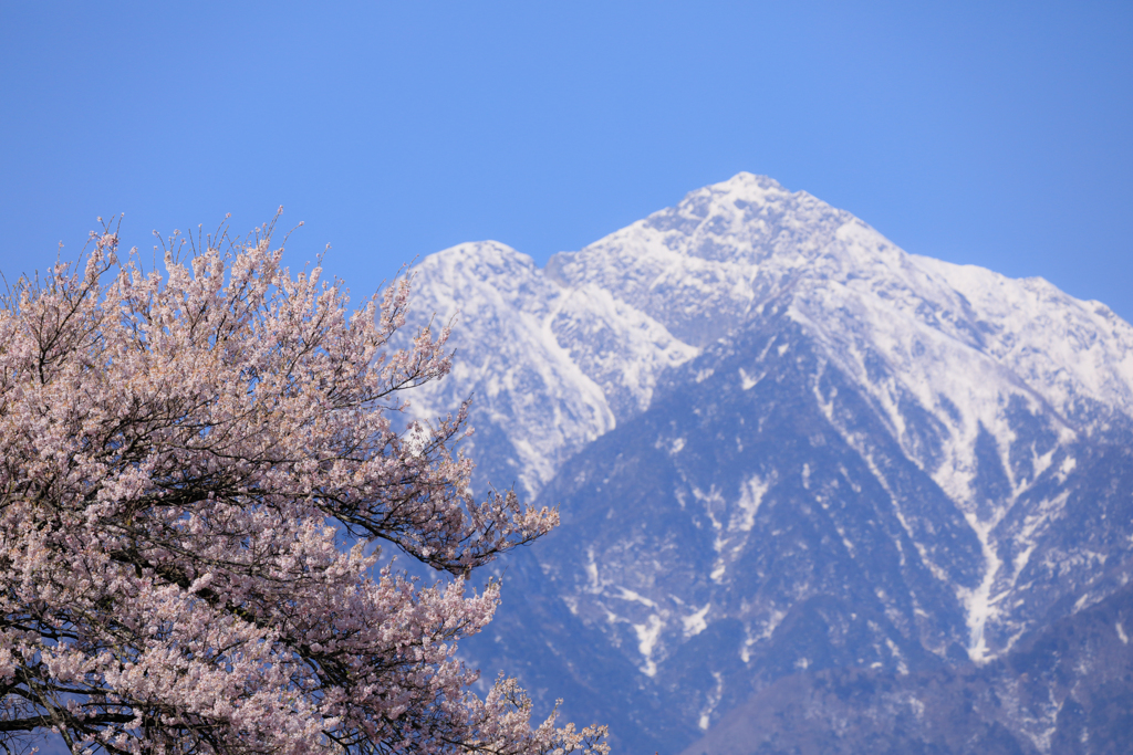 甲斐駒と桜