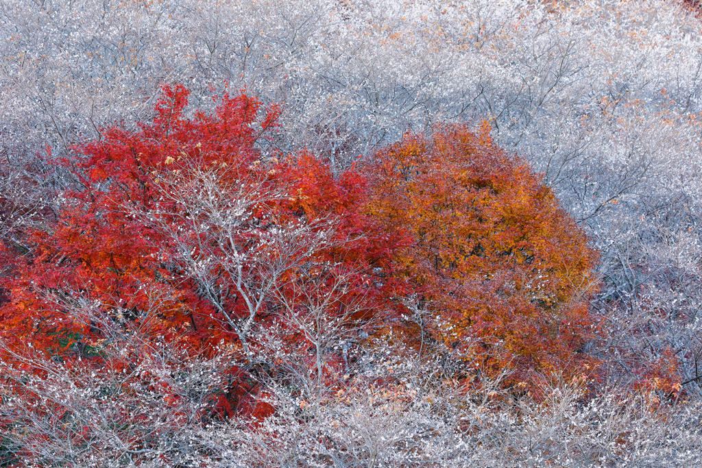 桜まみれ