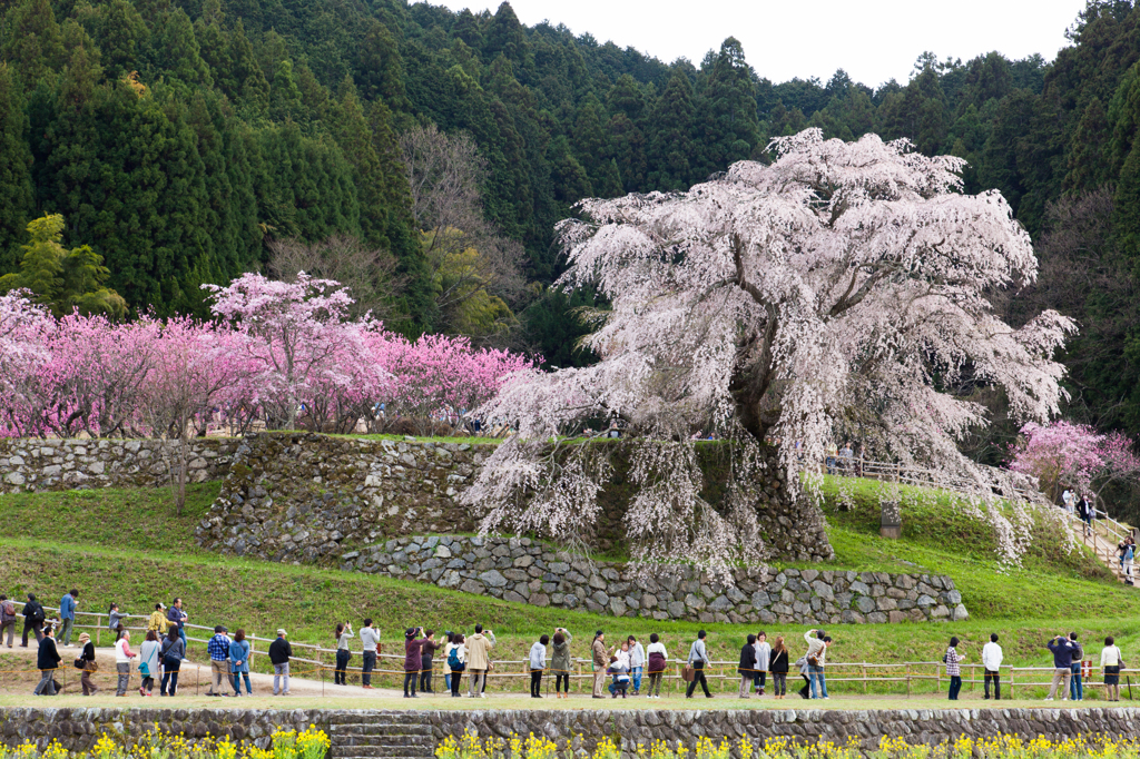 咲き誇れ！又兵衛桜