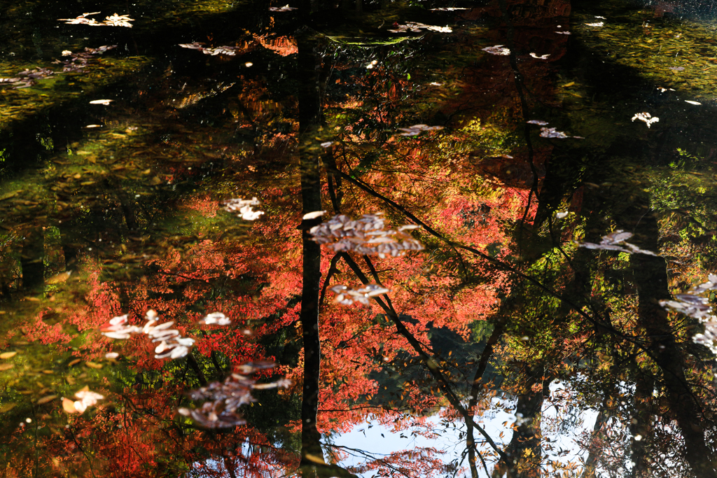 池に写る紅葉