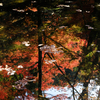 池に写る紅葉
