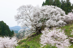 千年桜