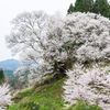千年桜