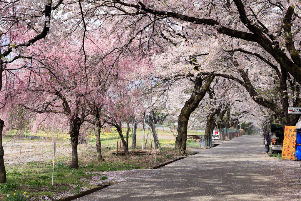 静かな桜並木