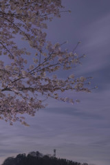 sakuraba