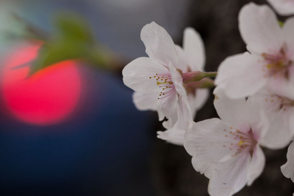 Sunrise Cherry