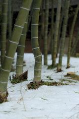 雪割りの竹