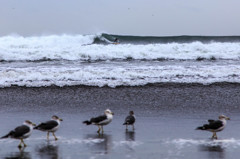 Surfer＆Seagulls３