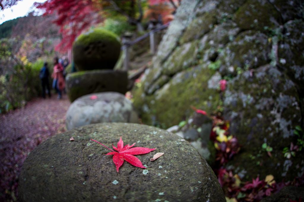 大山寺の紅葉Ⅲ