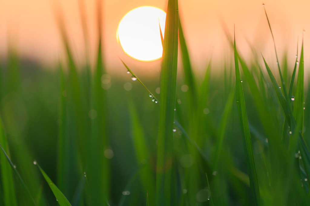 Morning　dew