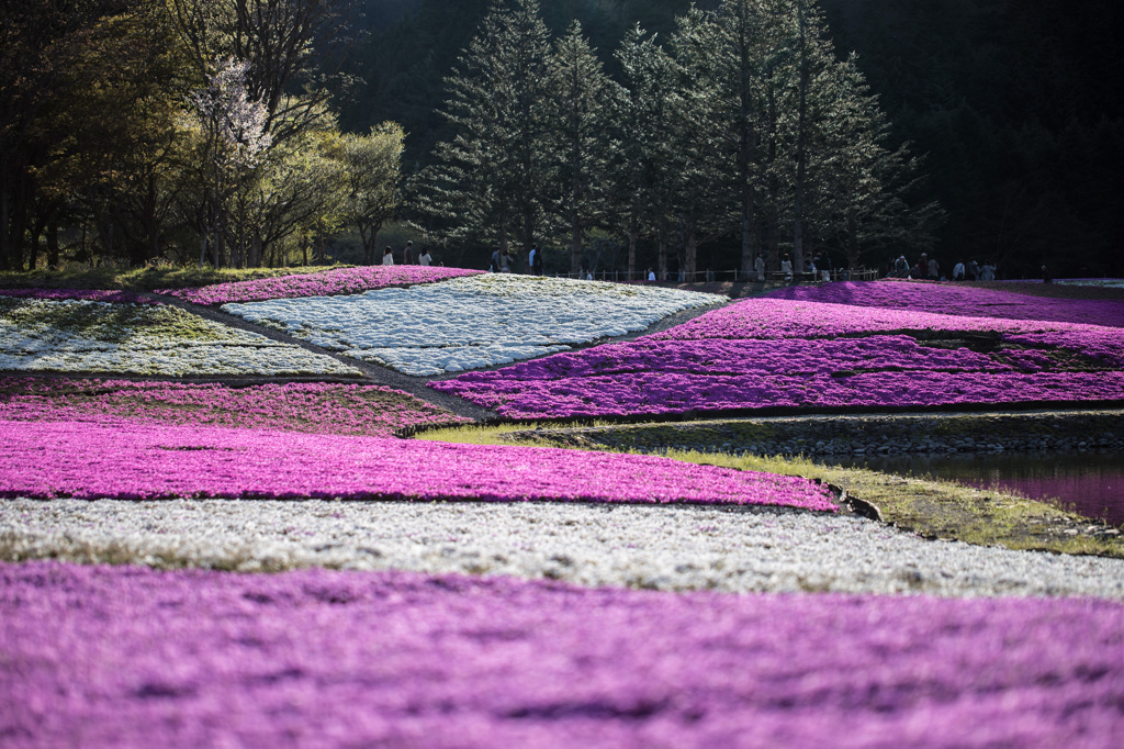 芝桜の里