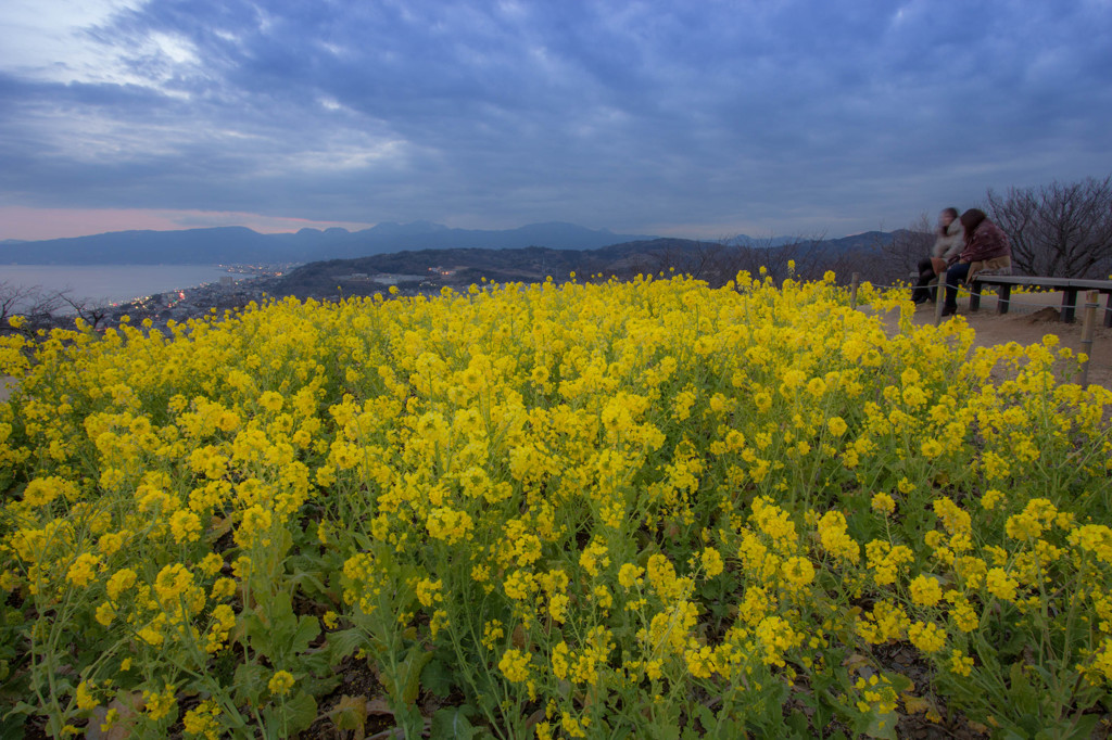 菜の花の丘で