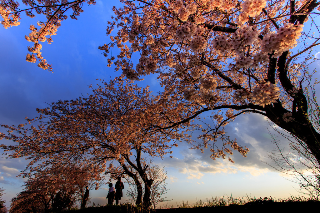 桜堤の家族　Ⅱ